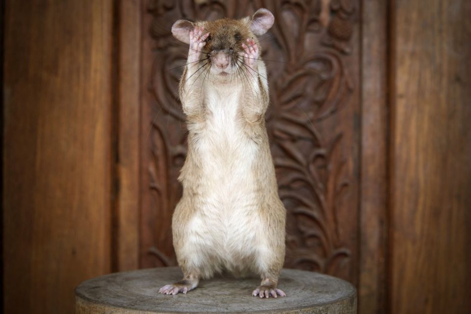  Rat Awarded Gold Medal In UK