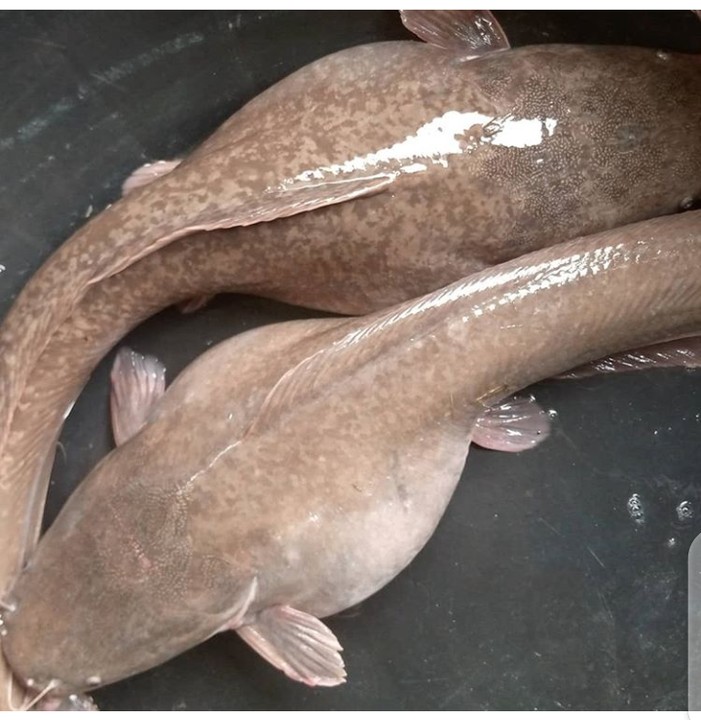 Catfish Hatchery For Sale Agriculture Nigeria