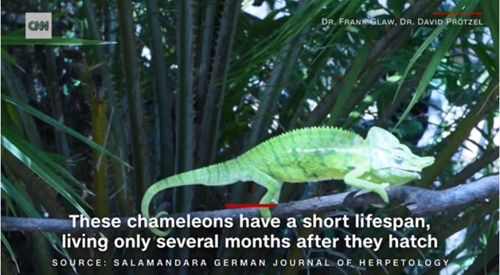 Voeltzkow's chameleon unseen for over a century re-discovered in