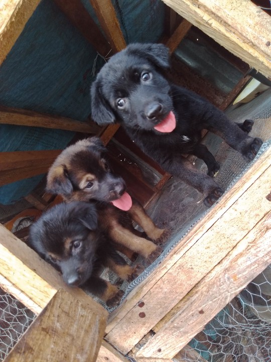 Adorable German Shepherd Puppies Available For New Homes - Pets - Nigeria