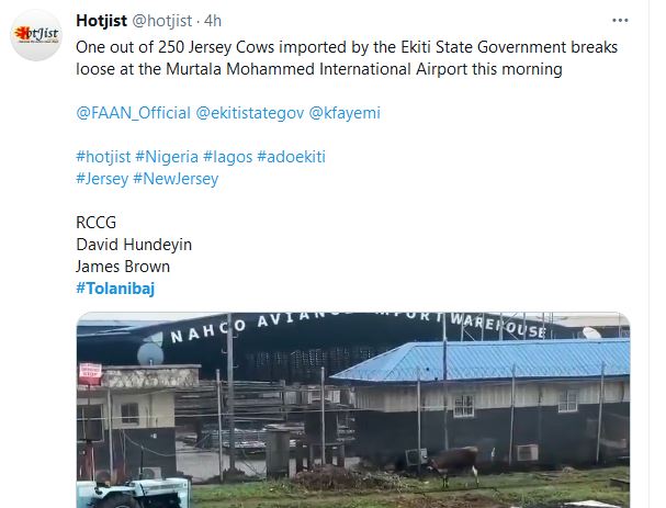 Cow Breaks Free At Lagos Airport (Video) - Travel - Nigeria