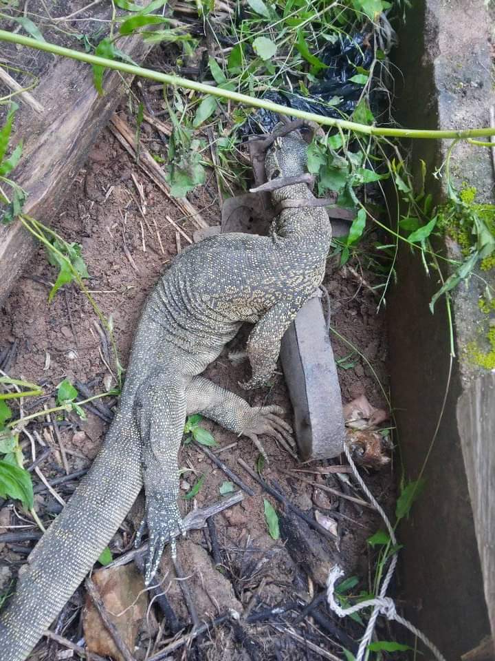 A Nairalander's Trap Caught A Monitor Lizard. See What He Did With It -  Food - Nigeria