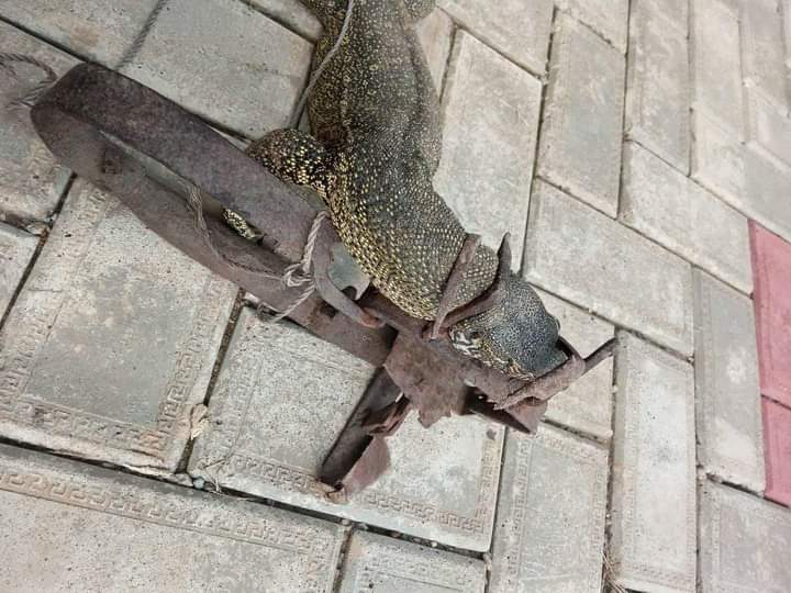 Big Monitor Lizard Got Trapped In My Backyard After Devouring 3 Eggs -  Nairaland / General - Nigeria