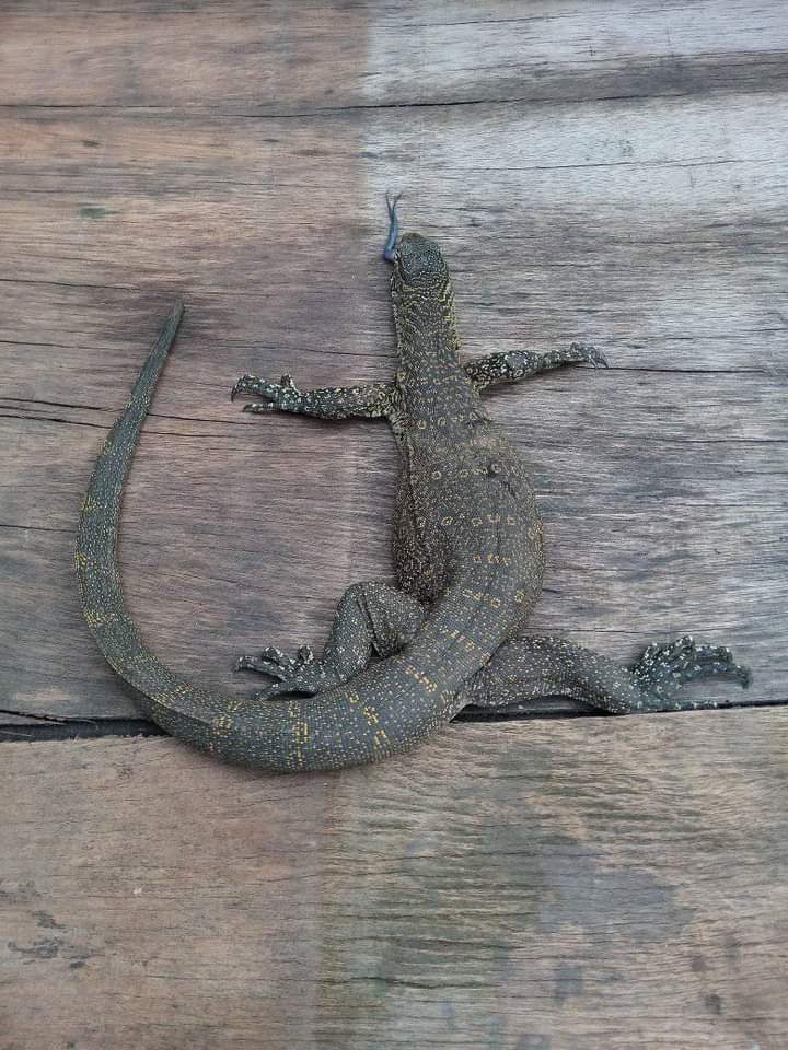 A Nairalander's Trap Caught A Monitor Lizard. See What He Did With It -  Food - Nigeria