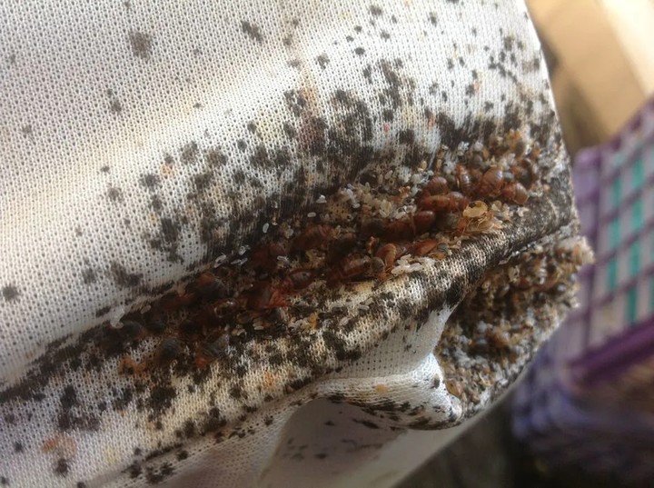 amazon bedbug mattress cover