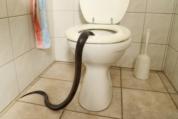 Snakes in Toilet
