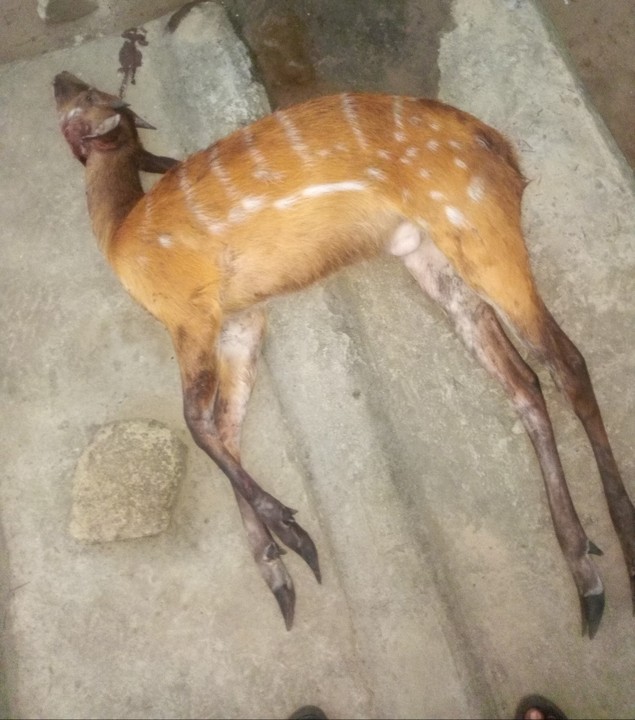 Huge Antelope My Brother Caught With Trap (PHOTOS) - Food - Nigeria