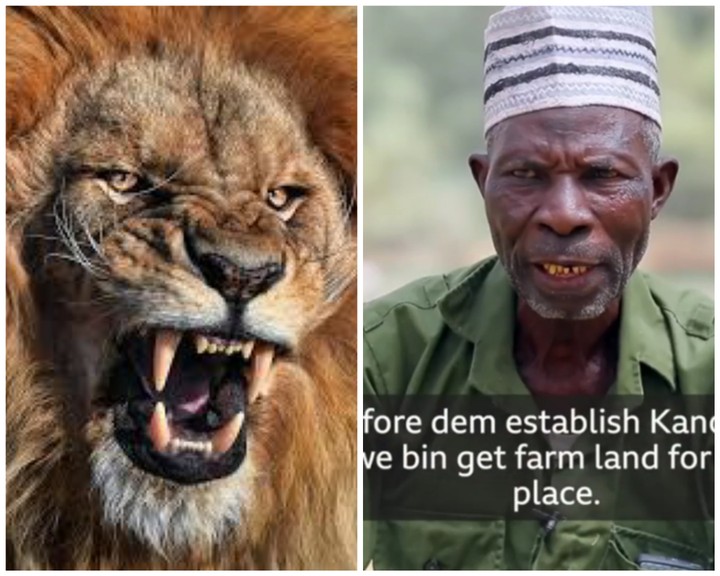 Meet Malam Abba Gandu From Kano, Who Has Been Feeding Lions For The Pass 50yrs  15102901_photocollagemaker20220311201429876_jpeg45a4e8d05b4b7bab35ae79277d8caf21
