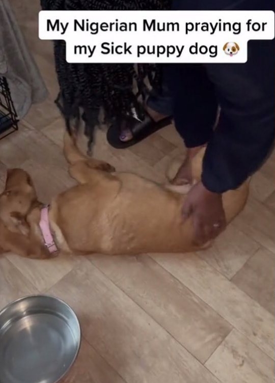 Nigerian Mom Urgently Calls God In Prayer To Heal Daughter’s Sick Dog (Video) 15127802_incollage20220316091710081_jpeg1745f4994509ae3bb4fd68d64c810a9d