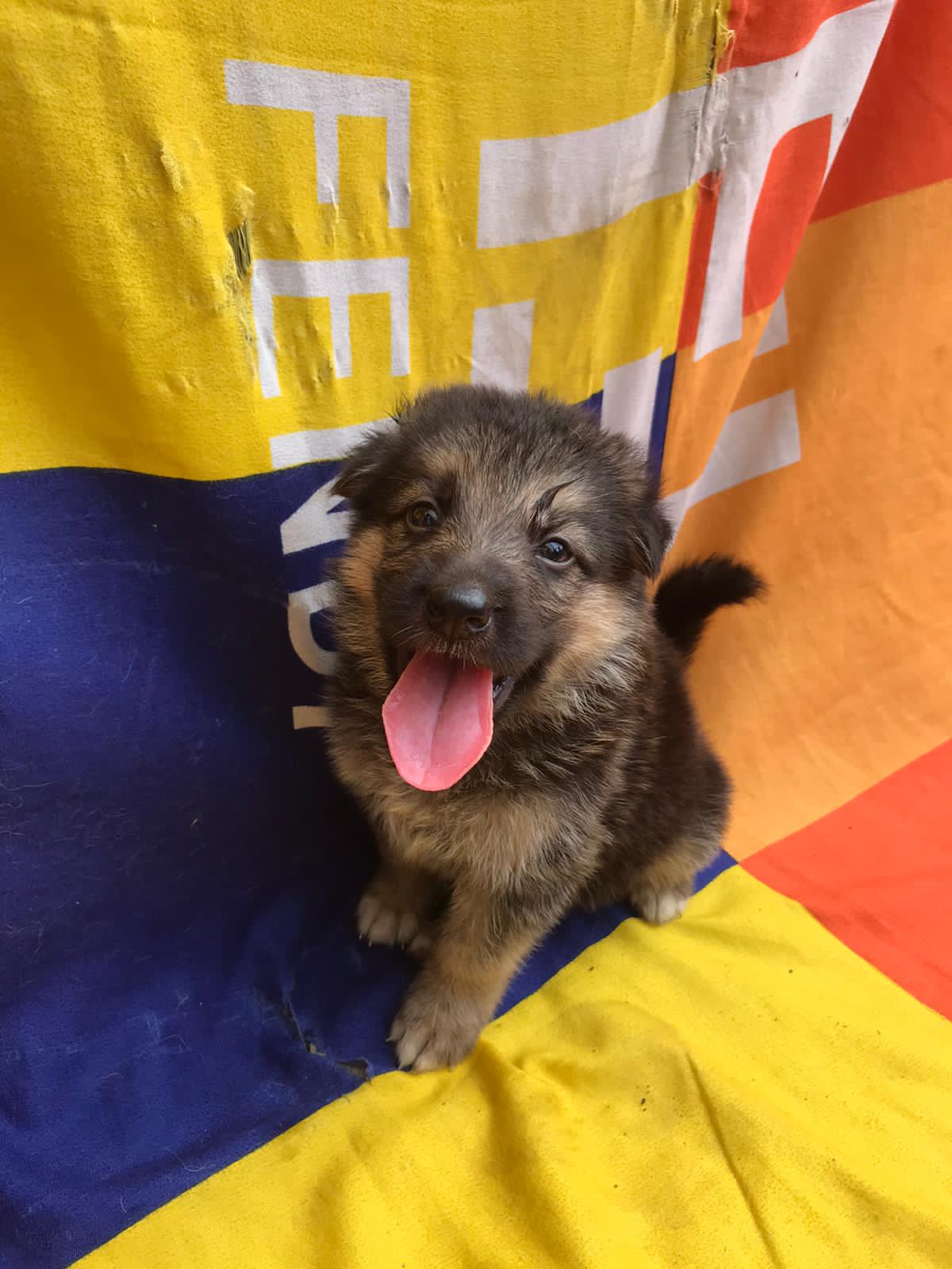 Solid GSD Puppies Available For Sale - Pets - Nigeria