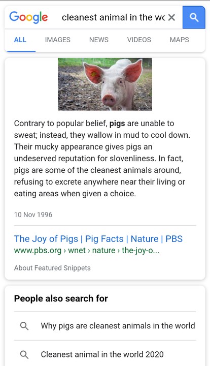 The Cleanest Animal In The World Is PIG - Health - Nigeria