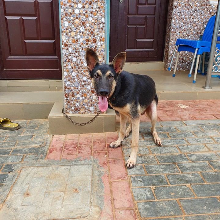 8 Months Old Male Gsd Looking For A New Home - Pets - Nigeria