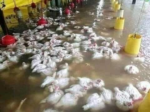 Flood kill layers poultry bird