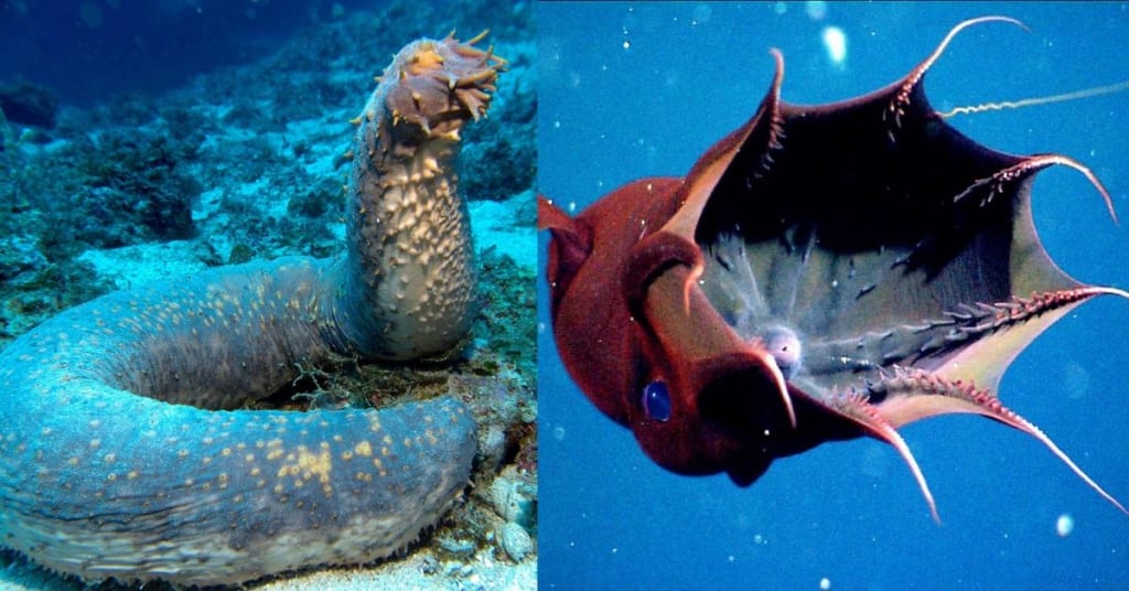 Top 10 Most Dangerous Sea Creatures You Should Know - Celebrities - Nigeria