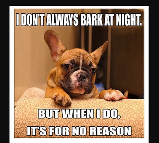 35 Best Funny French Bulldog Memes (video/pictures) - Politics - Nigeria