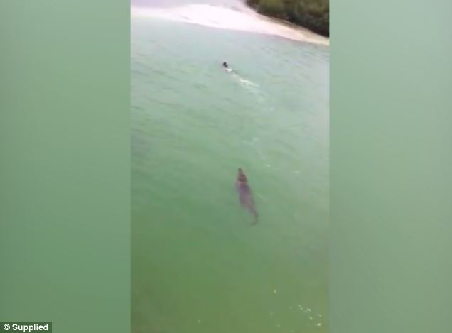 See Photos Of Crocodile Chasing A Swimmer As He Swam For His Life ...