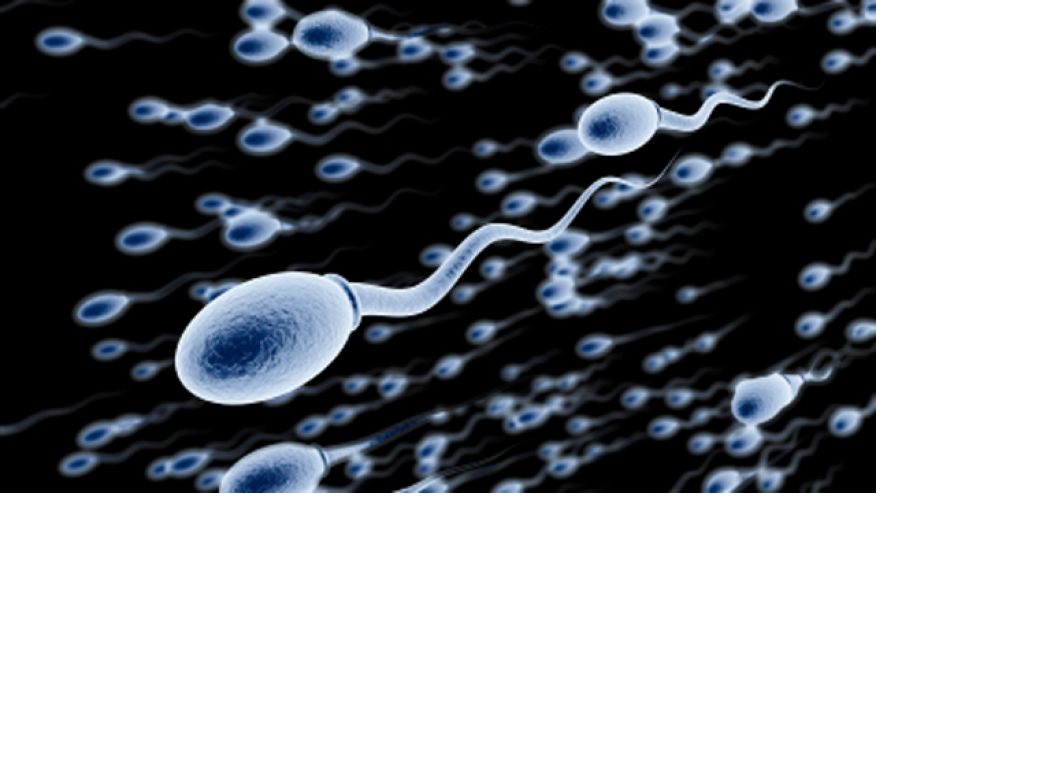 male-sperm-health