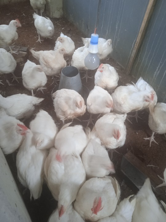 Matured Broiler Chickens For Sale In Ph Agriculture Nigeria