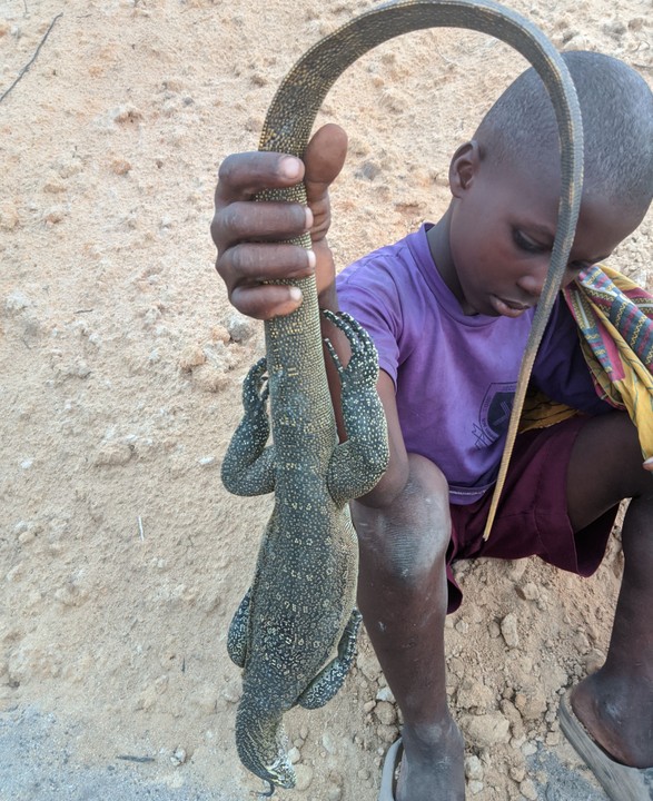 Nairalanders Influence Make Me To Eat Monitor Lizard - Food - Nigeria