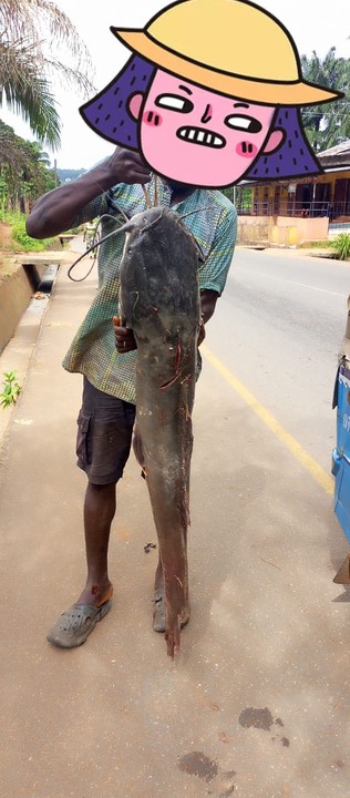 My Trap Caught This Big Fish - Agriculture - Nigeria