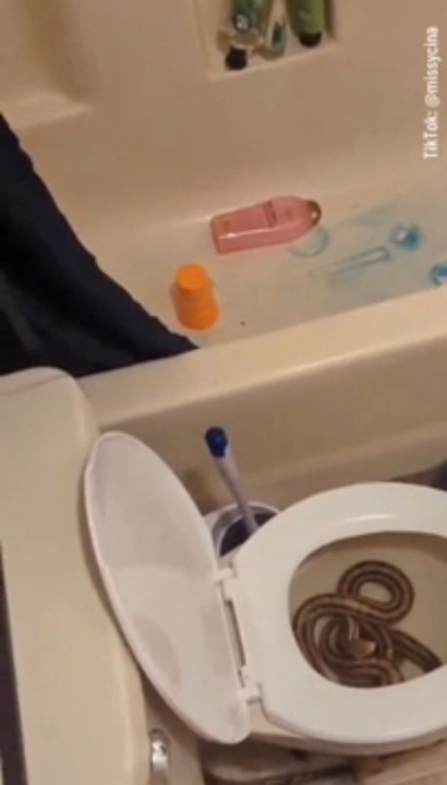 Woman Finds Snake In Toilet