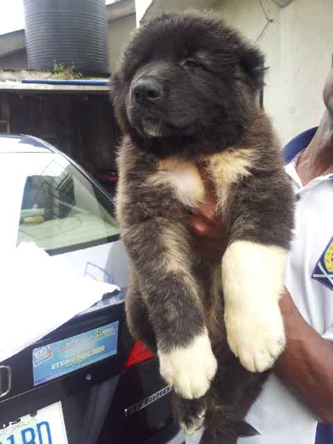 Pure Caucasian Puppies For Sale - Pets - Nigeria
