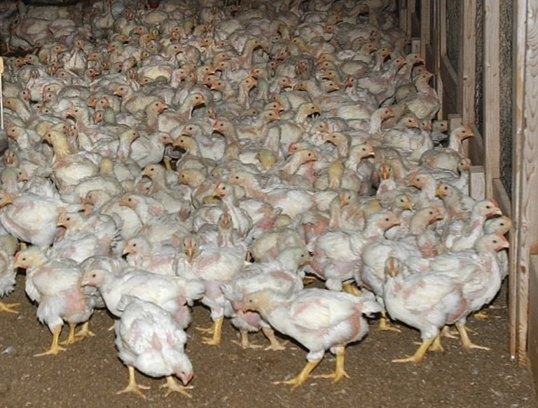 Become Multimillionaire By Invest Your Money On Poultry Farming ...