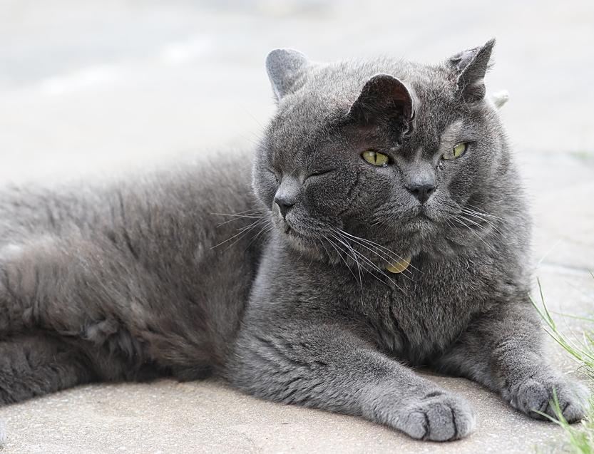 World s Oldest Two faced Cat  Dies Aged 15 pics 