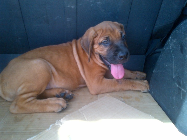 Suberb Fawn Female Boerboel Puppies For Sale!!! Pets