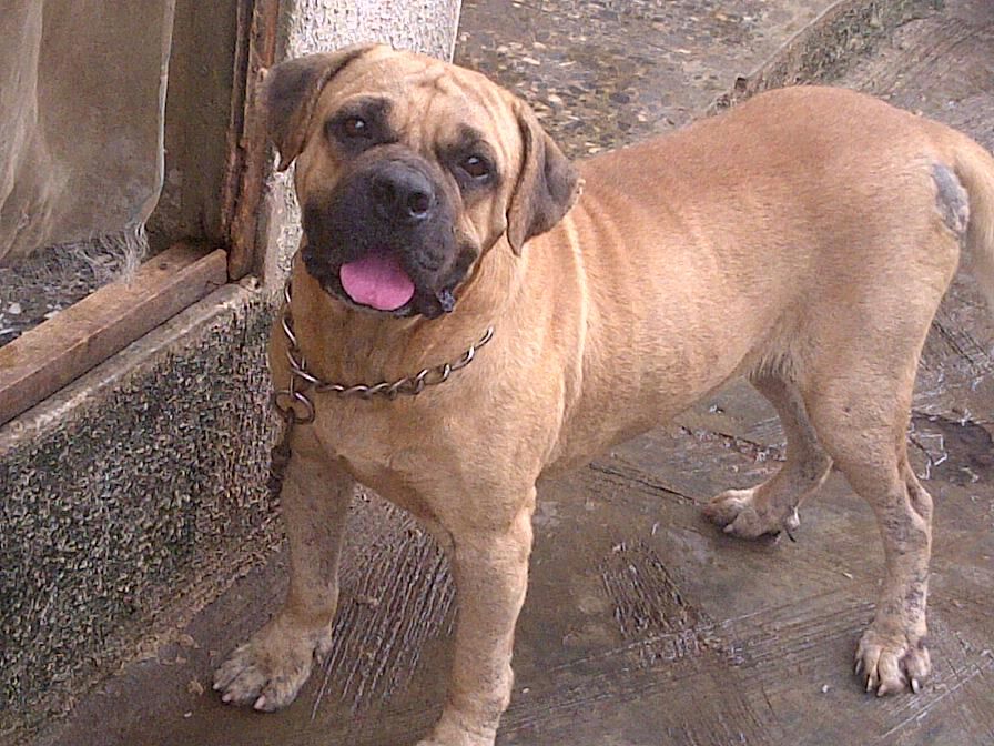 Female Brindle ENGLISH MASTIFF Puppy From Imported Parents