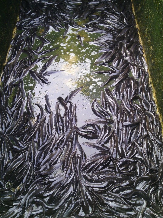 Catfish Farming My Story Agriculture (13) Nigeria