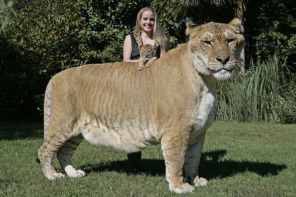 10 Incredible Hybrid Animals You Wouldn't Believe Exist. (PHOTOS) - Pets -  Nigeria