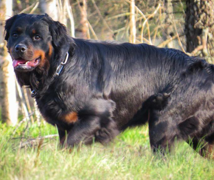 Beautiful Rottweiler And Collie Mix - Pets - Nairaland.
