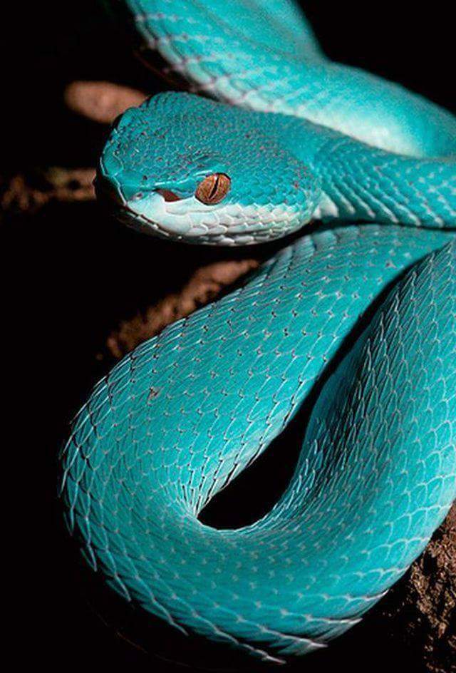 Amazing Beautiful Snakes (photos) - Pets - Nigeria