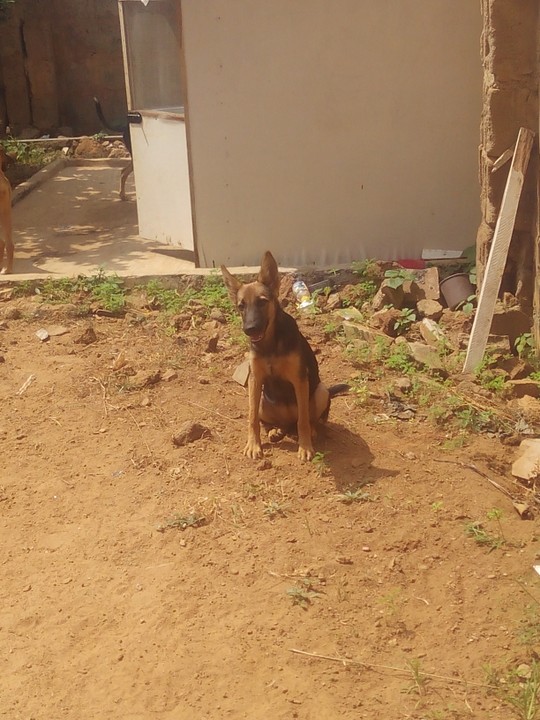 Gsd Puppy For Sale - Pets - Nigeria