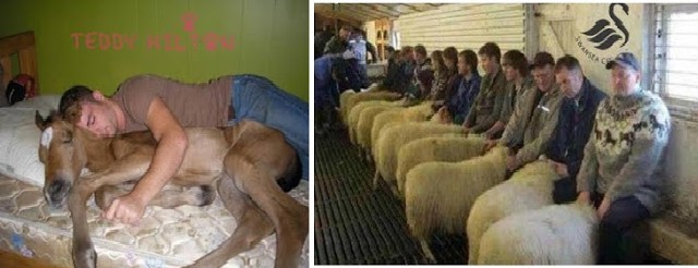 Hotel Where People Pay To Have Sex With Animals Busted By Police - Romance  - Nigeria
