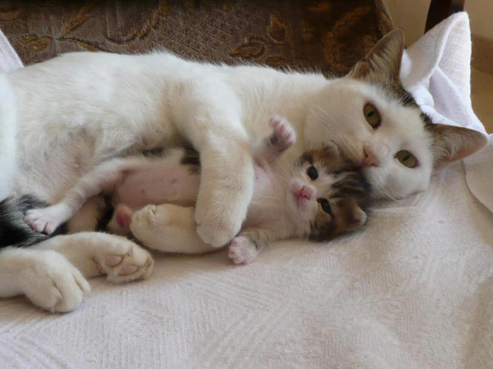 Cute cuddle pics - 🧡 cute kittens hugging Online Shopping.