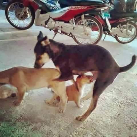 Funny Picture Of Dog During Mating - Pets - Nigeria