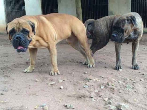 Boerboel, Rottweiler And Pitbull , Which Do You Think Is