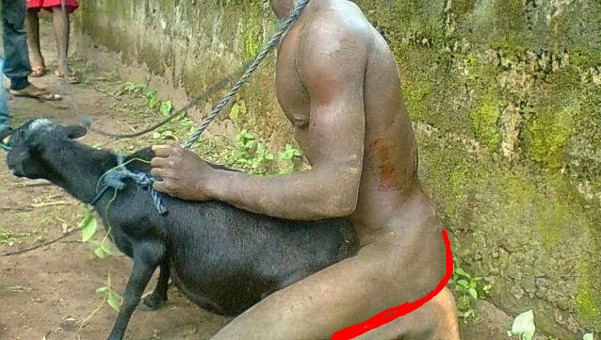 Man Arrested For Alleged Having S.ex With A Goat In Jigawa -