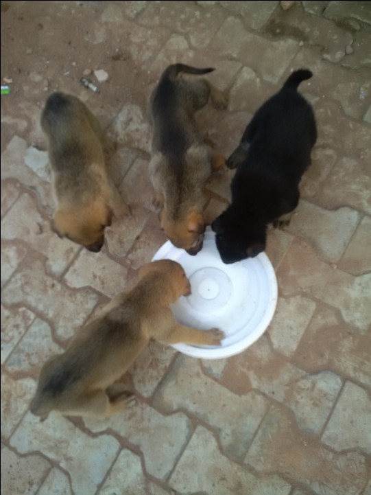Giant 3 Gsd Male Pups Avaliable Including A Blue Eyes One 08104102662