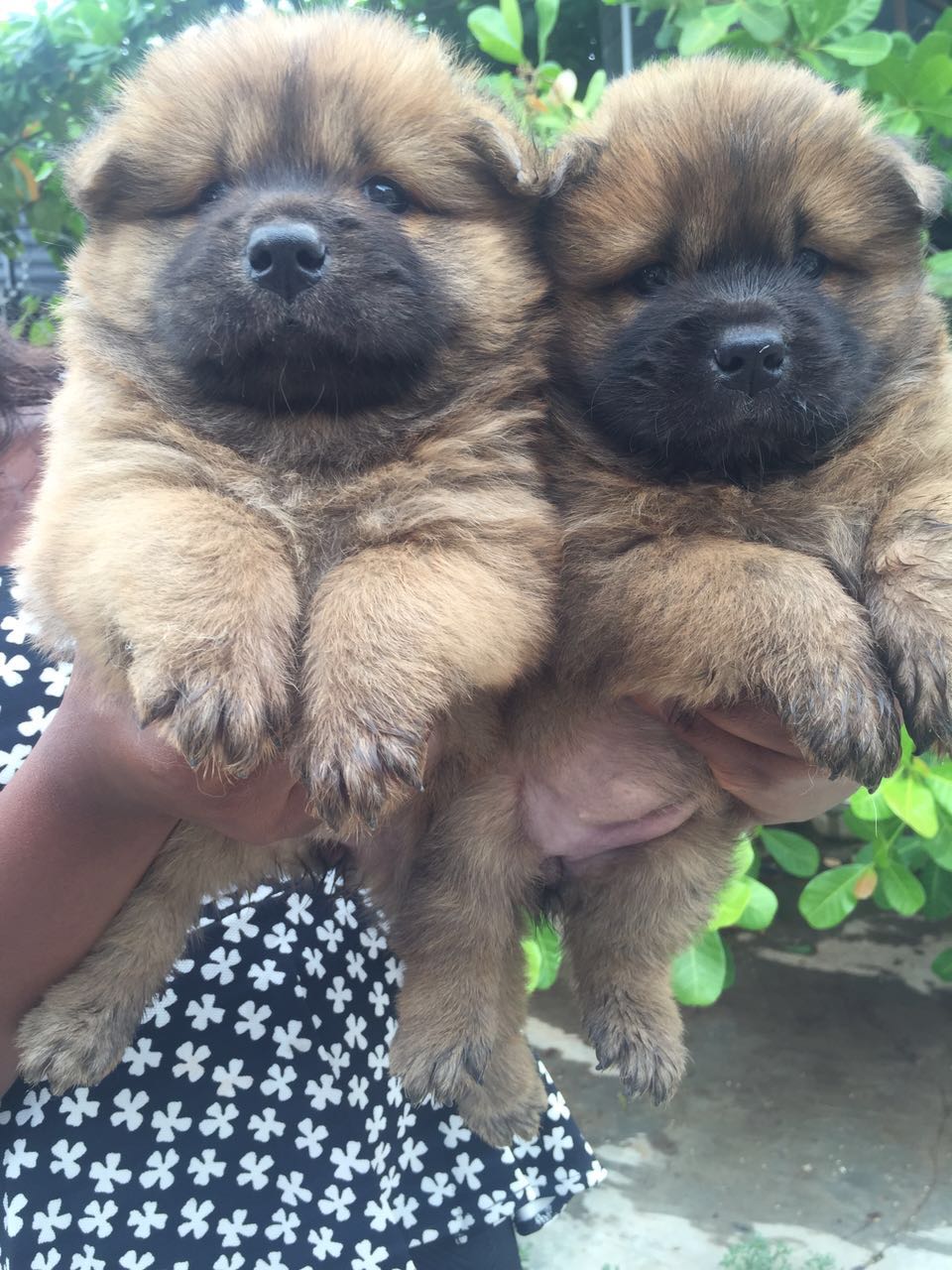 Chow Chow Puppies For Sale In Abuja Pets Nigeria