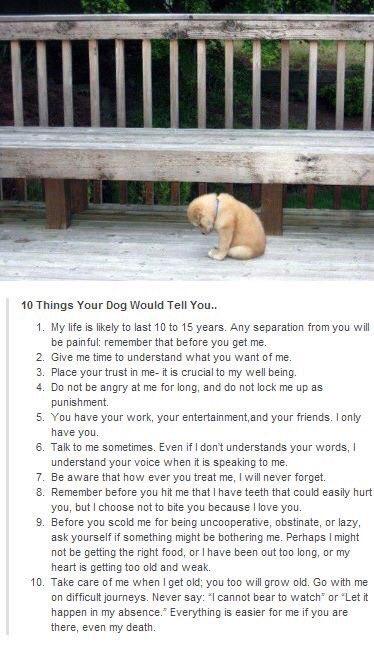 what your dog is telling you