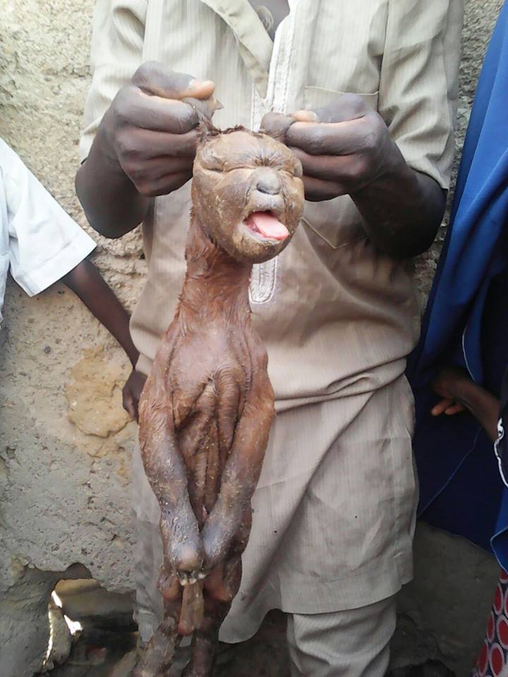 Goat With Human Face And Tongue