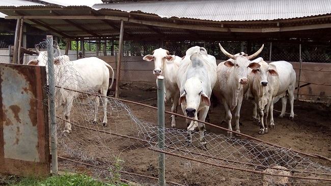 Eagle Farms And Cattle Ranch In Anambra- Pictures - Agriculture - Nigeria