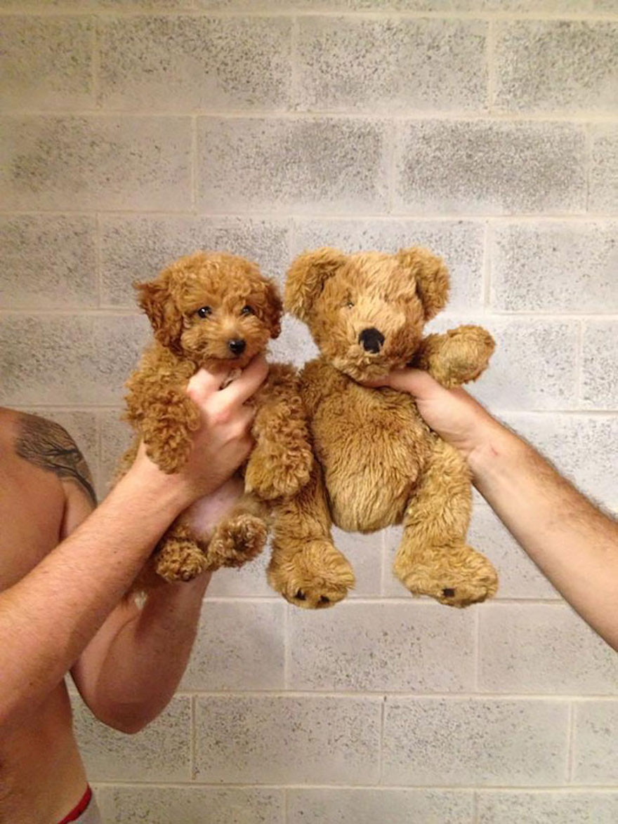 23 Cute Puppies Mistaken For Teddy Bears Pets Nigeria