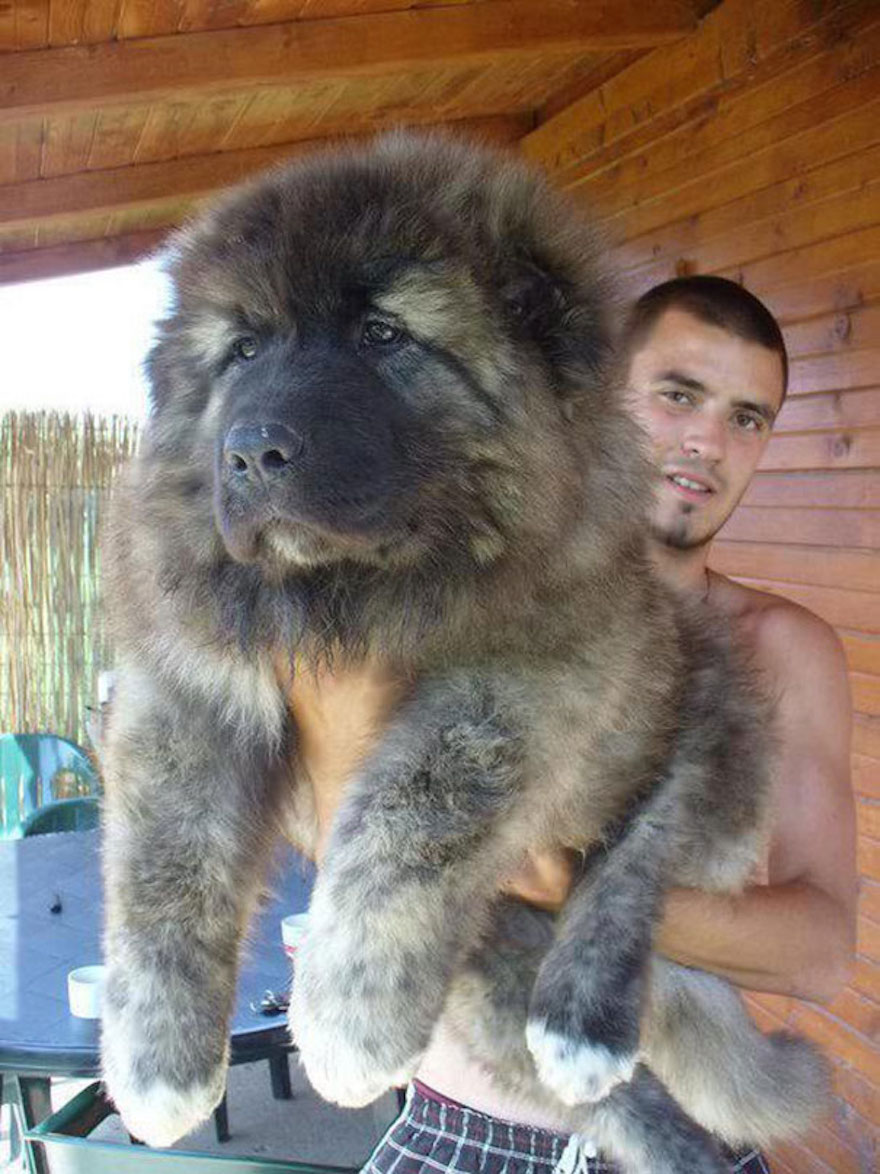 big furry dogs that look like bears