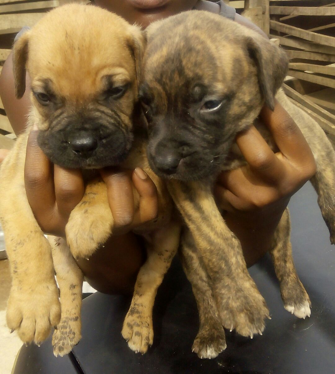 Powerful Pedigree Boerboel Puppies For Sale Pets Nigeria