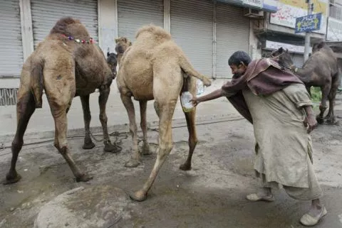 Benefits Of Drinking Camel Pee - Religion - Nigeria