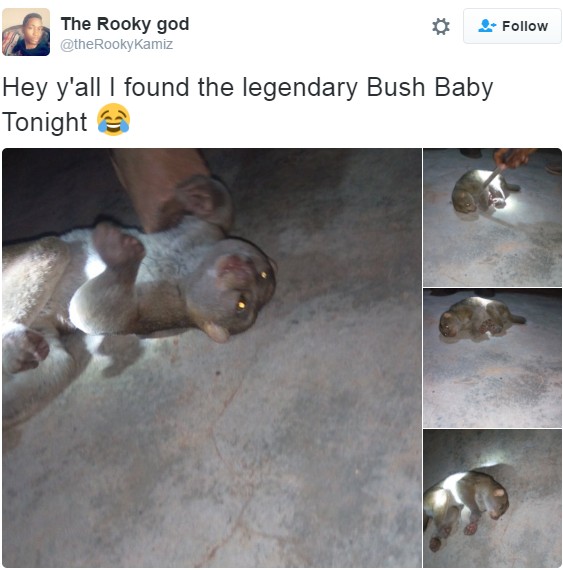 Is This The 'almighty' Bush Baby? (Galago)...Photos ...